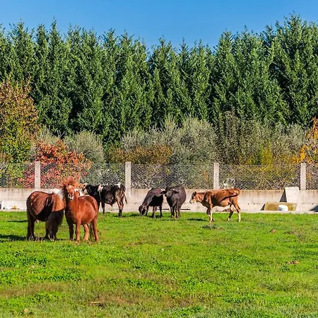 Ferma Gold Double By Pikhost Appartement Tirana