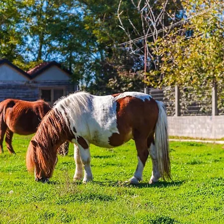 Ferma Gold Double By Pikhost * Tirana