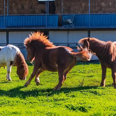Ferma Gold Double By Pikhost Appartement Tirana