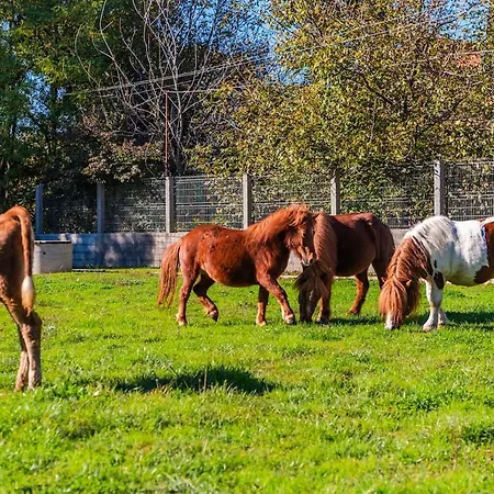 Appartement Ferma Gold Double By Pikhost